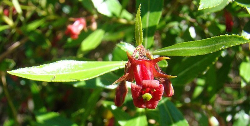 Red escallonia (Escallonia rubra)