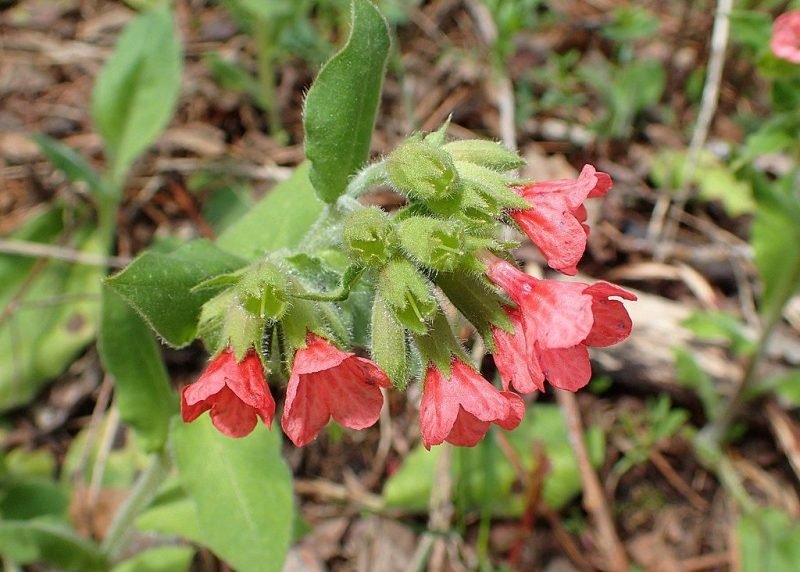 Red lungwort (Pulmonaria rubra)