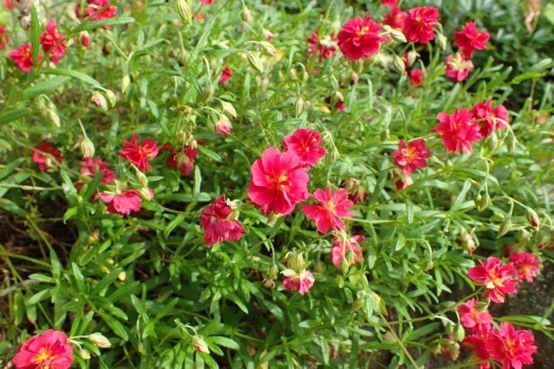 Rock rose 'Cerise Queen' (Helianthemum 'Cerise Queen')