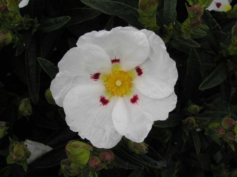 Rock rose 'Decumbens' (Cistus × dansereaui 'Decumbens')
