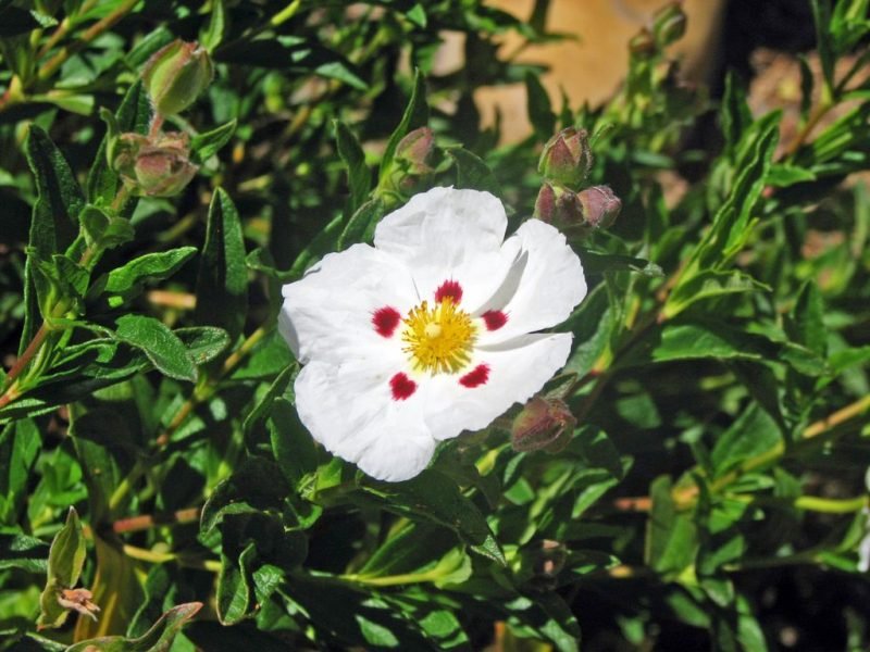 Rock rose 'Snow Fire' (Cistus 'Snow Fire')