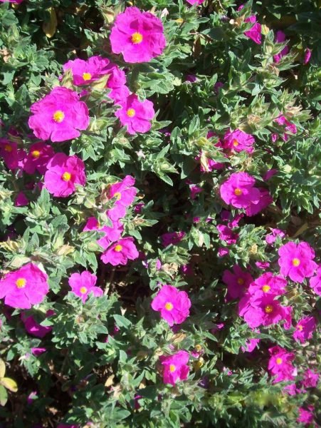 Rock rose 'Sunset' (Cistus × pulverulentus 'Sunset')