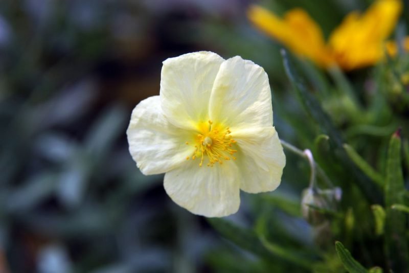 Rock rose 'Wisley Primrose' (Helianthemum 'Wisley Primrose')