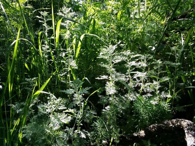 Roman wormwood (Artemisia pontica)