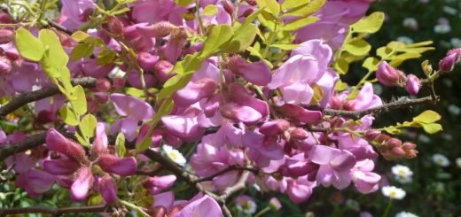 Rose acacia (Robinia hispida)
