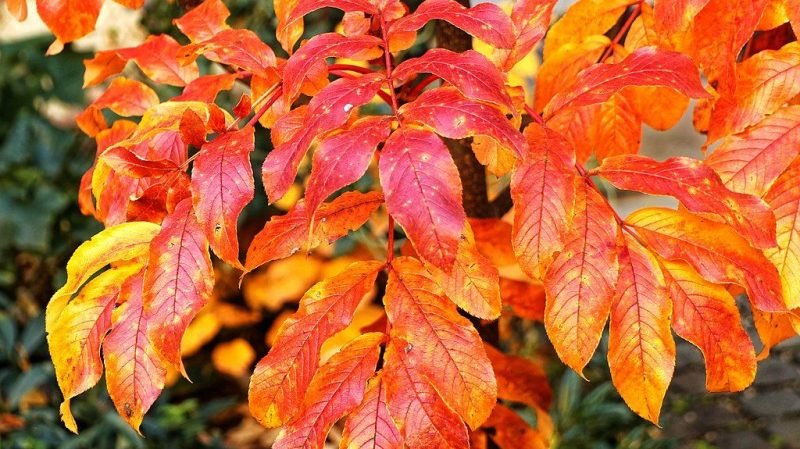 Sargent's rowan (Sorbus sargentiana)