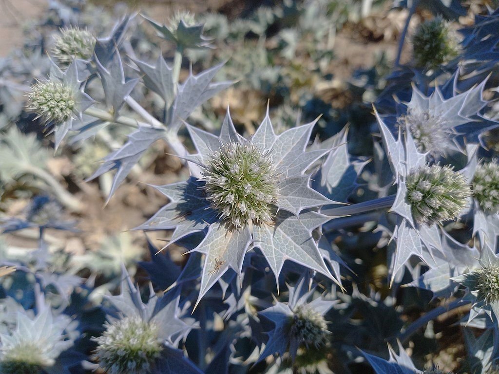 Sea eryngo (Eryngium maritimum) growing guides