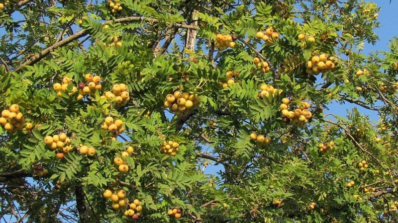 Service tree (Sorbus domestica)