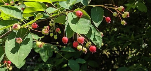 Serviceberry 'Autumn Brilliance' (Amelanchier × grandiflora 'Autumn ...