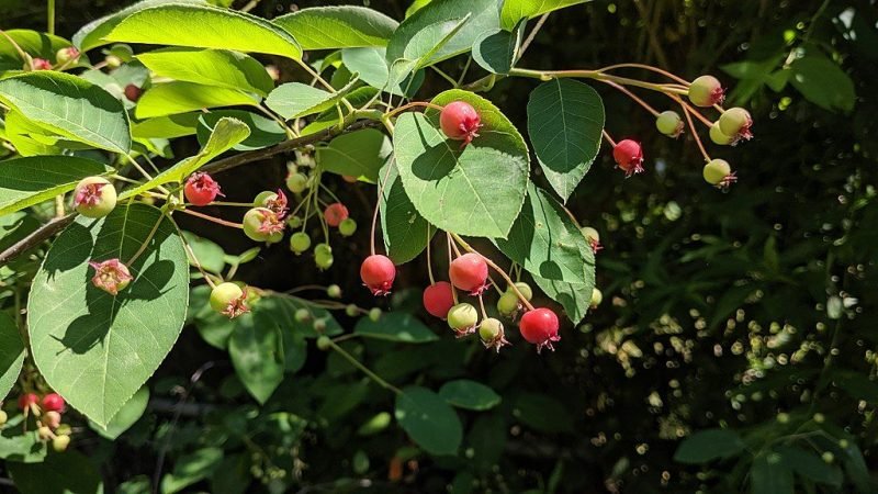 Serviceberry (Amelanchier canadensis (L.) Medik.)