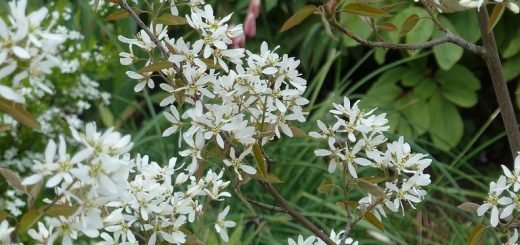 Serviceberry (Amelanchier canadensis (L.) Medik.) - growing guides