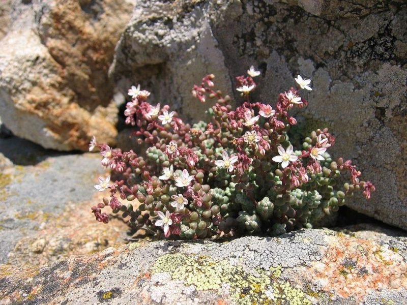 Short-leaved stonecrop (Sedum brevifolium)