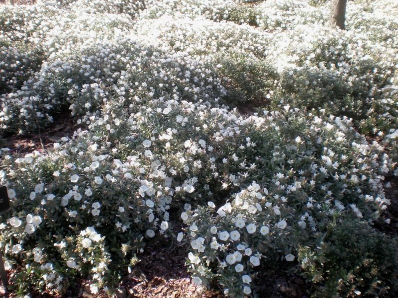 Shrubby bindweed (Convolvulus cneorum)
