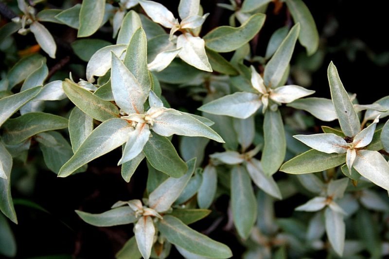 Silver berry (Elaeagnus commutata)