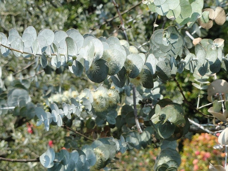 Silver-leaved mountain gum (Eucalyptus pulverulenta)