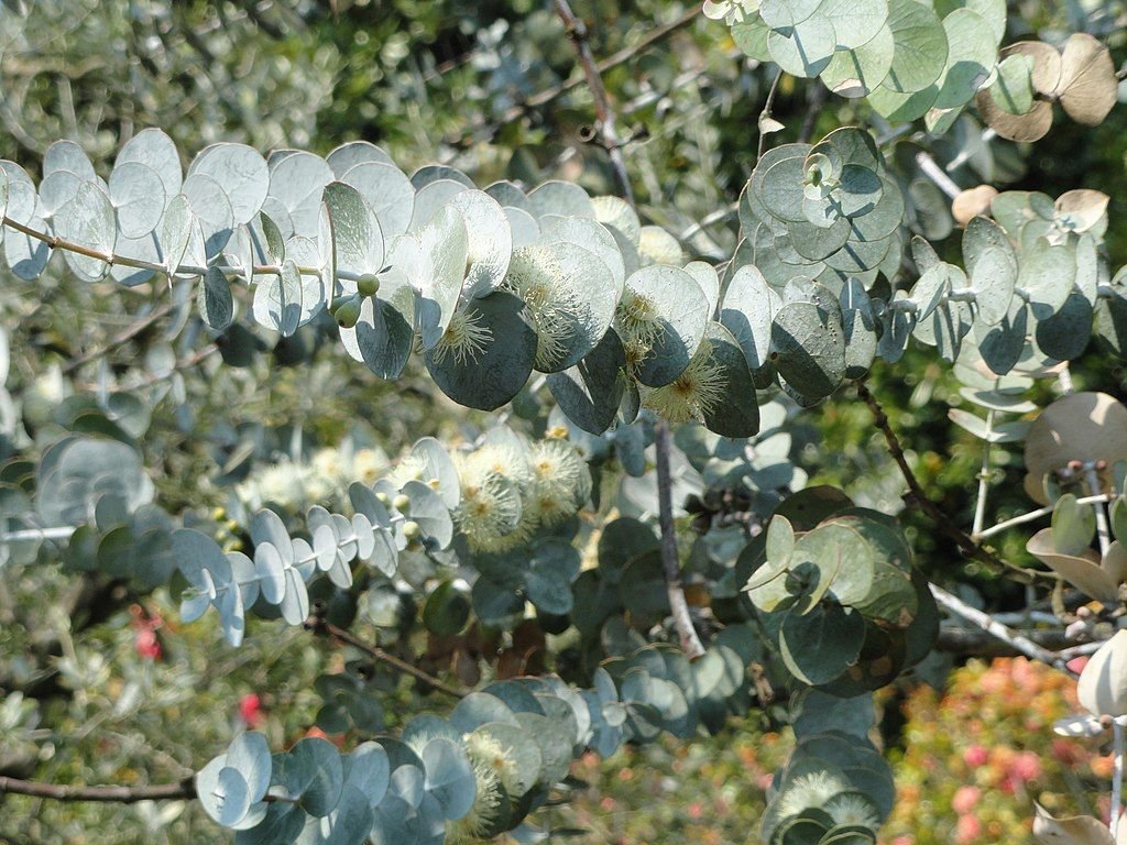 Silver-leaved mountain gum (Eucalyptus pulverulenta)