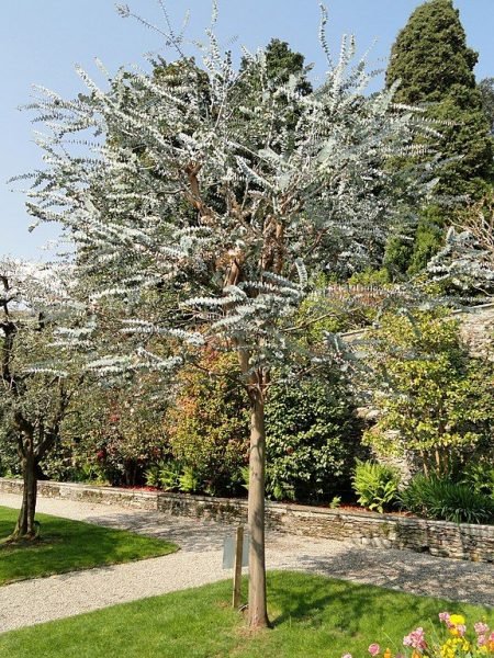 How to plant Silver-leaved mountain gum (Eucalyptus pulverulenta)_1