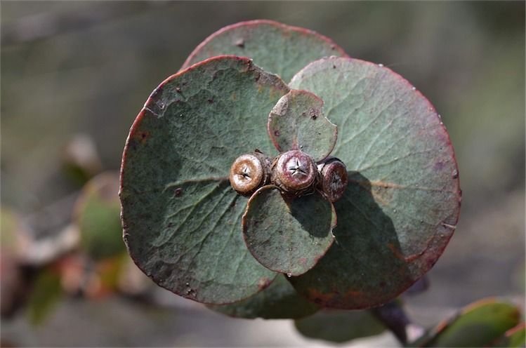 Where to plant Silver-leaved mountain gum (Eucalyptus pulverulenta)_2