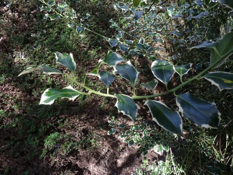 Silver-margined holly (Ilex aquifolium 'Argentea Marginata')