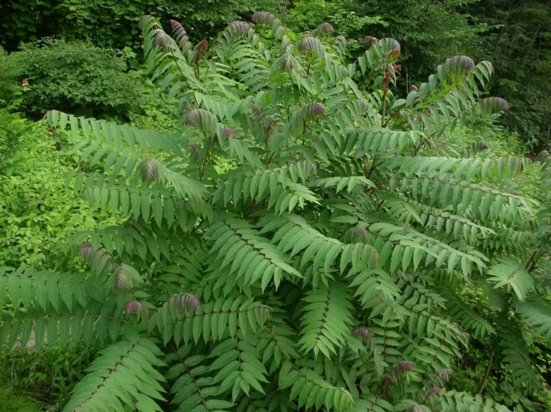 Smooth sumach (Rhus glabra)