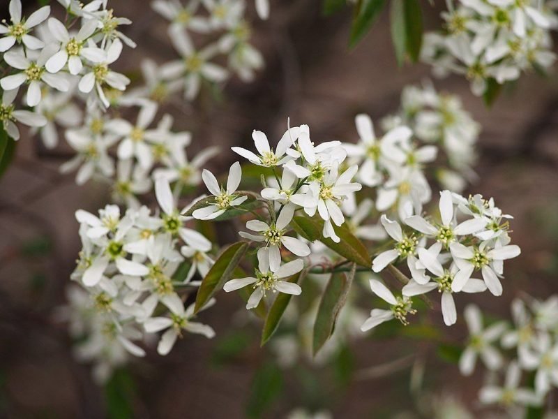 Snowy mespilus (Amelanchier lamarckii)