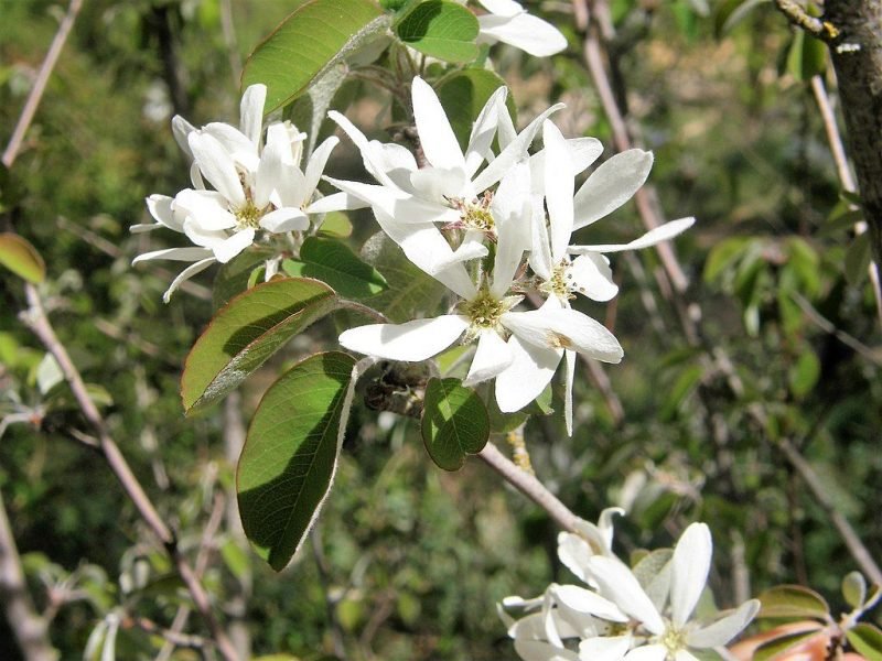 Snowy mespilus (Amelanchier ovalis Medik.)