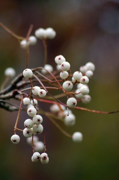 Sorbus pseudovilmorinii (Sorbus pseudovilmorinii)