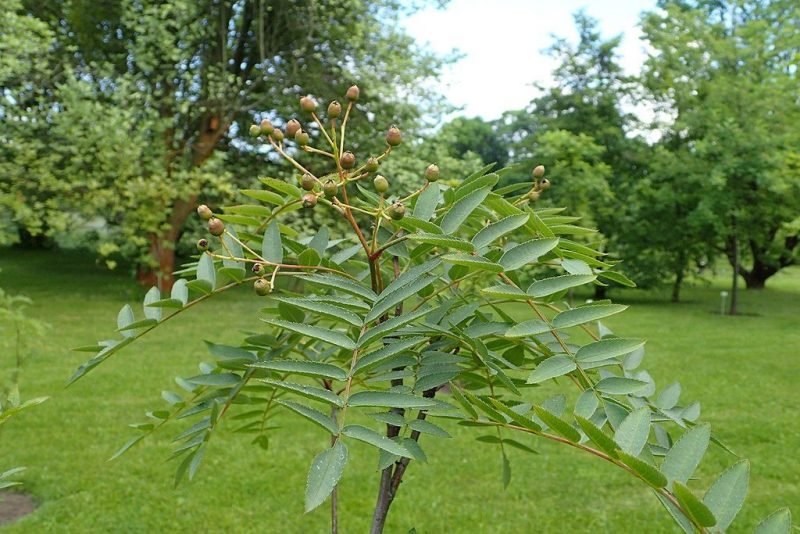 Sorbus rosea (Sorbus rosea)