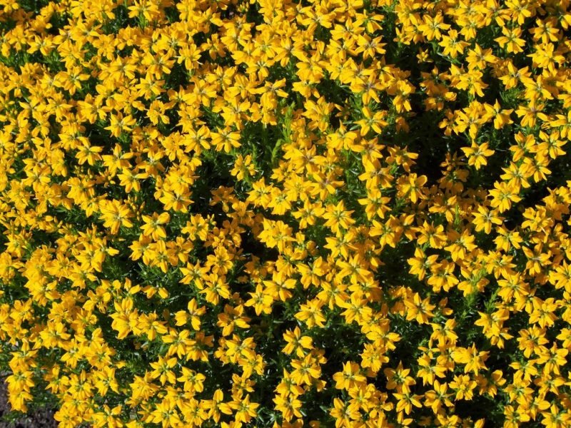 Spanish gorse (Genista hispanica)