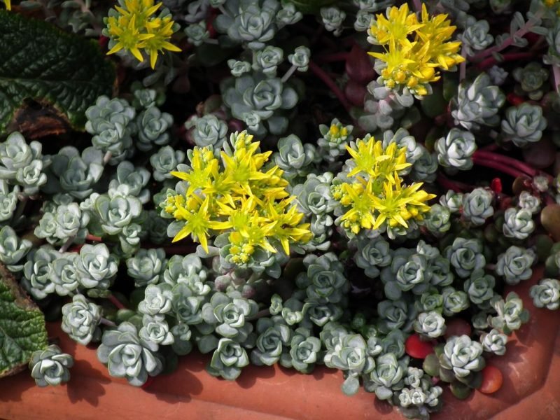 Spoon-leaved stonecrop 'Cape Blanco' (Sedum spathulifolium 'Cape Blanco')
