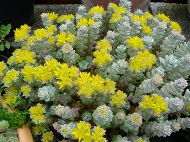Spoonleaved stonecrop 'Cape Blanco' (Sedum spathulifolium 'Cape Blanco