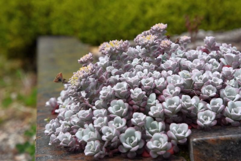 Spoon-leaved stonecrop (Sedum spathulifolium)