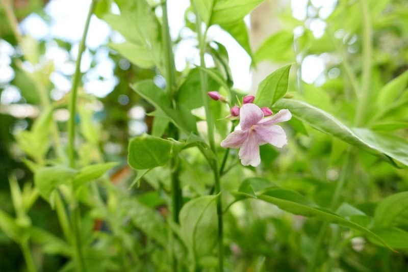 Stephan jasmine (Jasminum × stephanense)