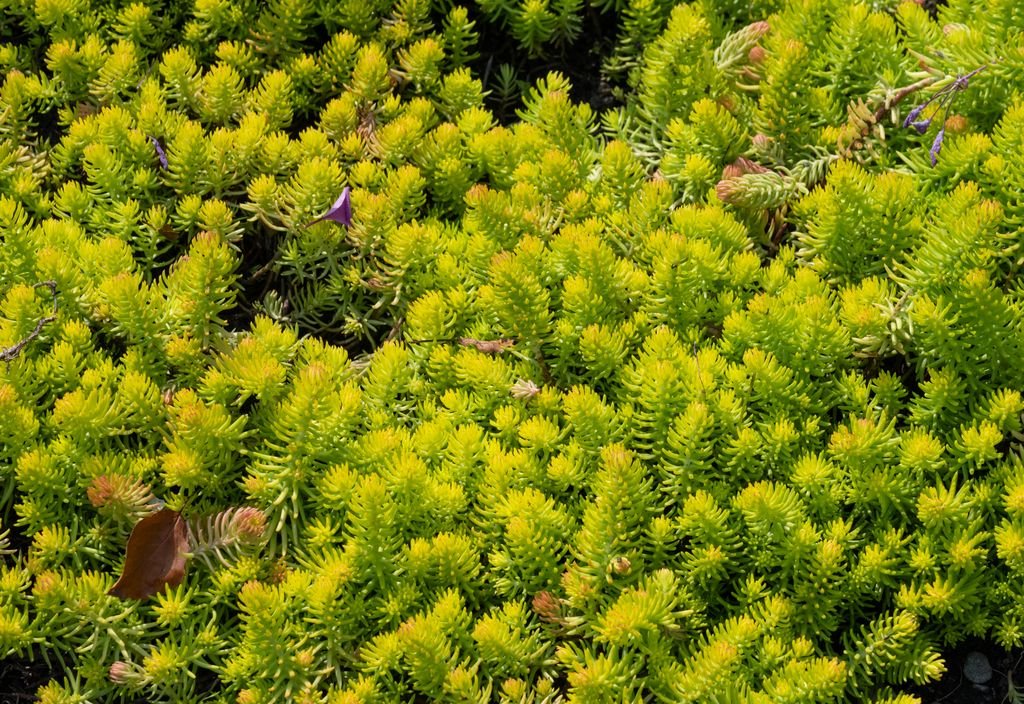 Stonecrop 'Angelina' (Sedum rupestre 'Angelina')