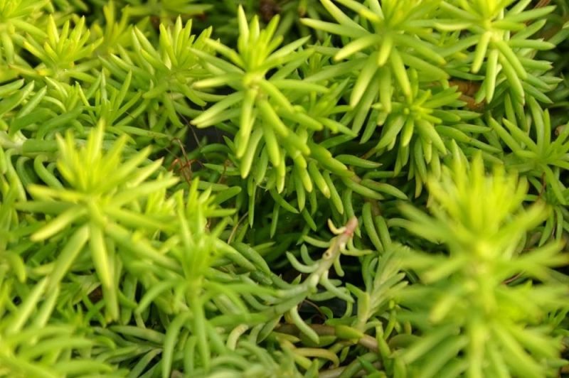 How to plant Stonecrop 'Angelina' (Sedum rupestre 'Angelina')_1