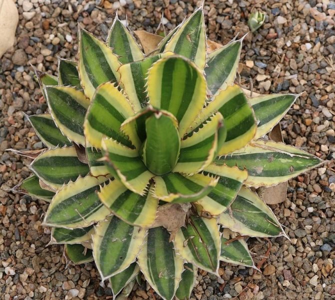 Striped agave 'Quadricolor' (Agave univittata 'Quadricolor')