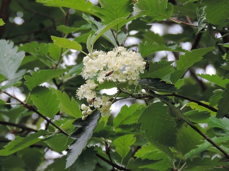 Swedish whitebeam (Sorbus intermedia)