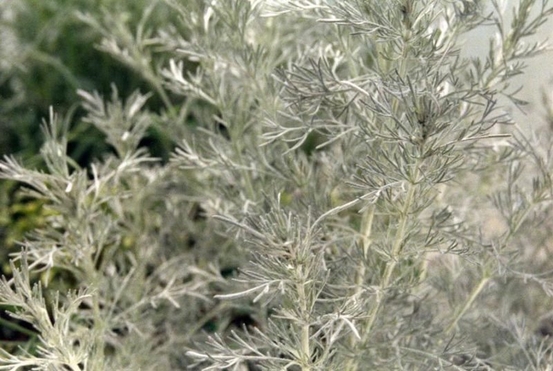 Swiss wormwood (Artemisia vallesiaca)