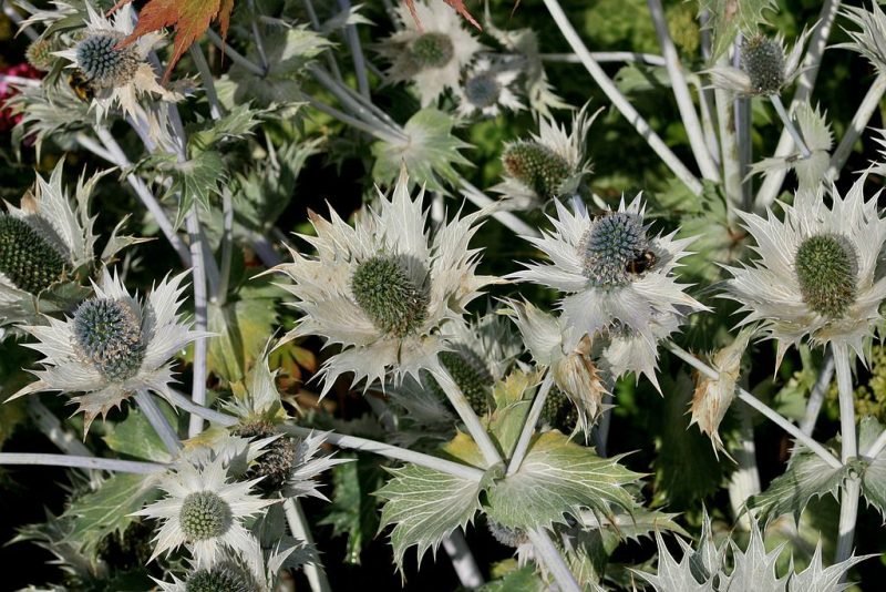 Tall eryngo 'Silver Ghost' (Eryngium giganteum 'Silver Ghost')
