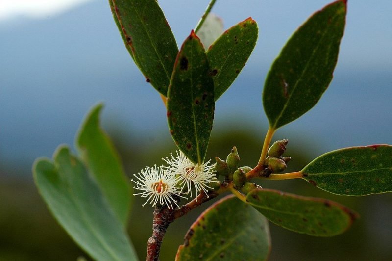 Tasmanian alpine yellow gum (Eucalyptus subcrenulata)
