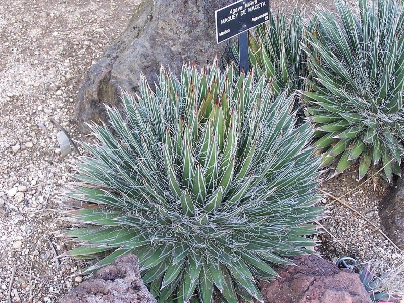 Thread agave (Agave filifera)