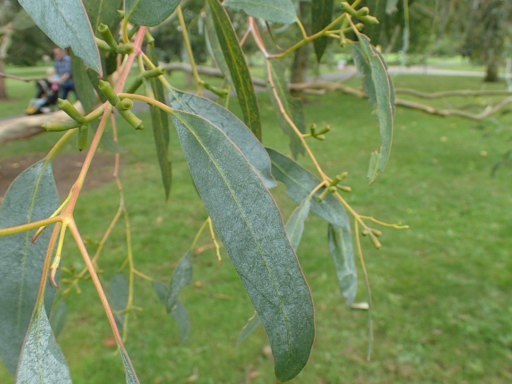 Tingiringi gum (Eucalyptus glaucescens) growing guides