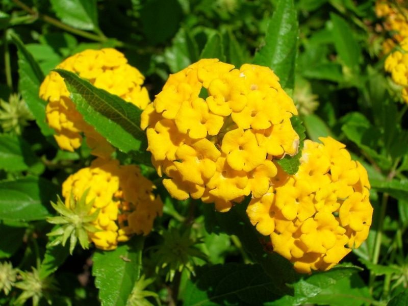 Trailing lantana (Lantana montevidensis)