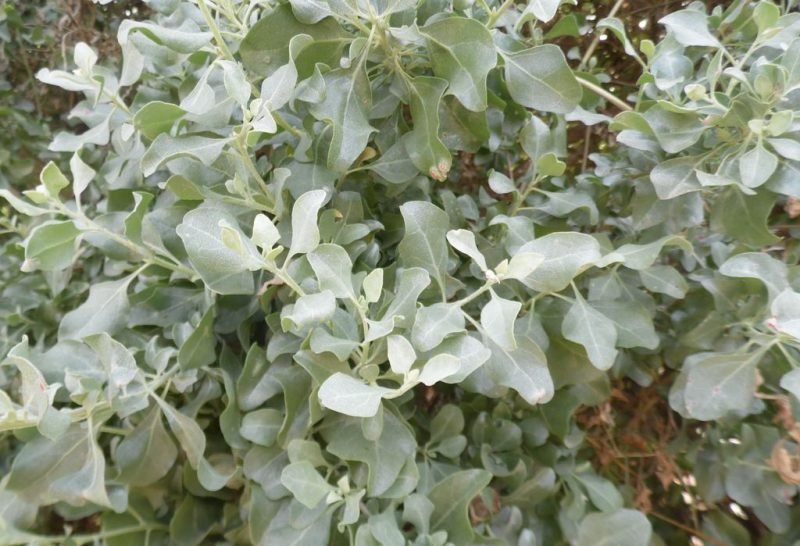 Tree purslane (Atriplex halimus)