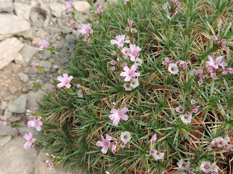 Ulex-like prickly thrift (Acantholimon ulicinum)