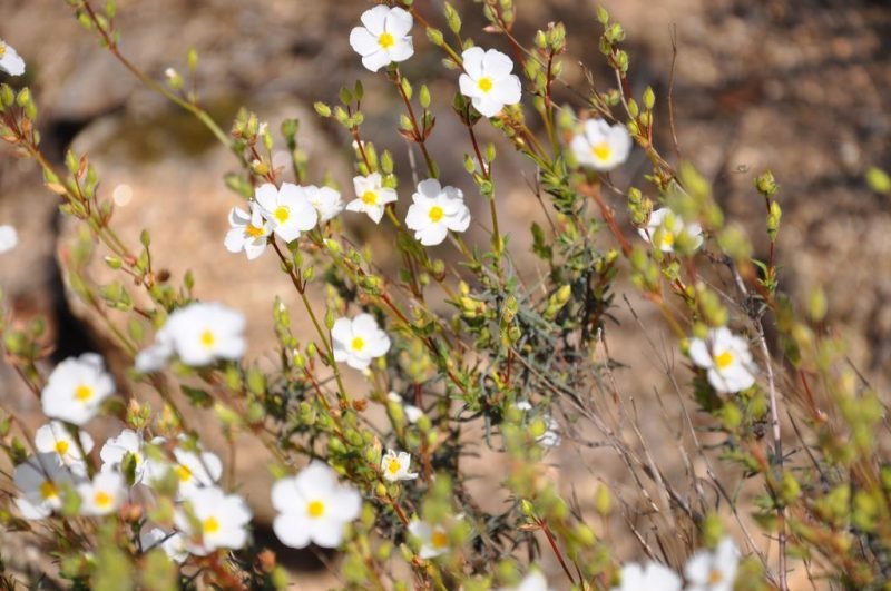 Umbel-flowered sun rose (Halimium umbellatum)