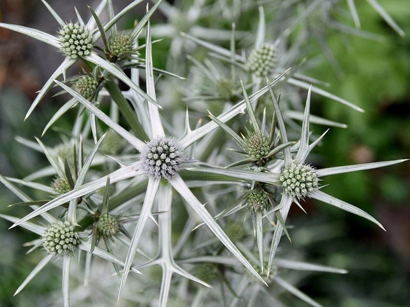 Variable-leaved sea holly (Eryngium variifolium)