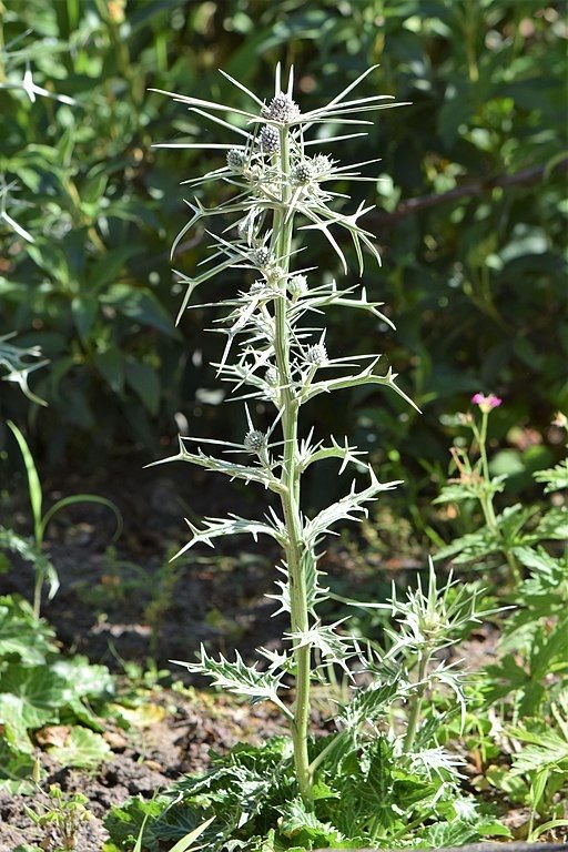 Variableleaved sea holly (Eryngium variifolium) growing guides