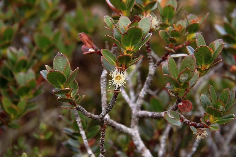 Varnished gum (Eucalyptus vernicosa)