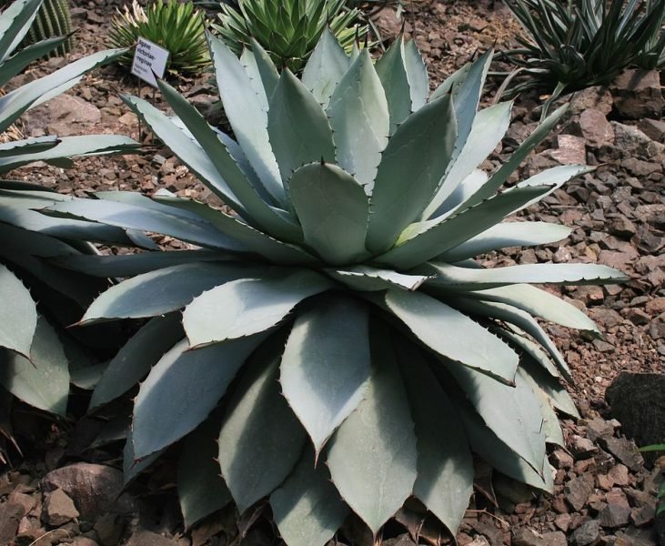 Verschaffelt agave (Agave potatorum)